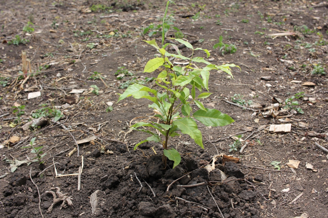 Reforesta2